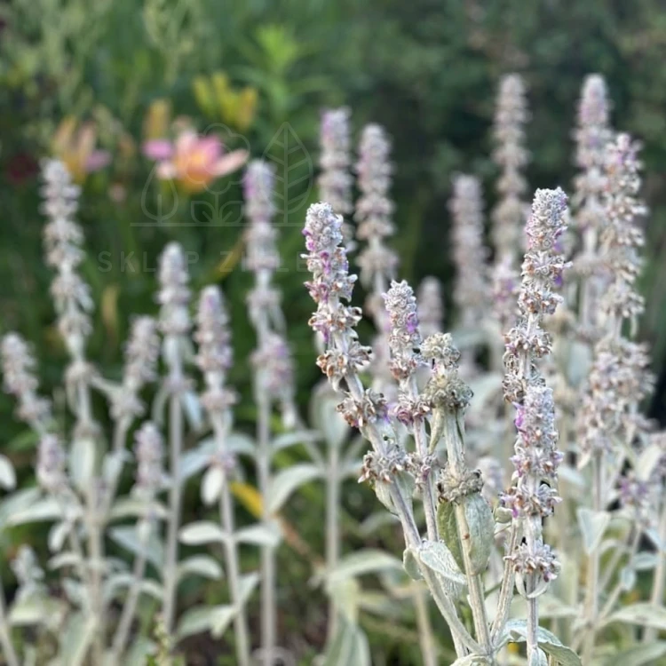 Czyściec wełnisty Stachys byzantina