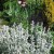 Czyściec wełnisty Stachys byzantina
