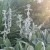 Czyściec wełnisty Stachys byzantina