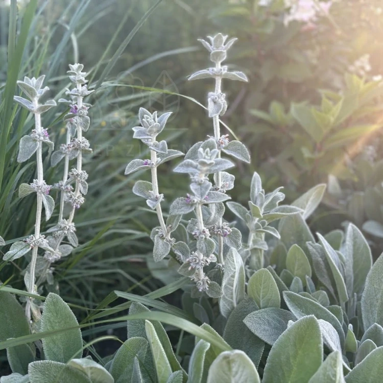 Czyściec wełnisty Stachys byzantina