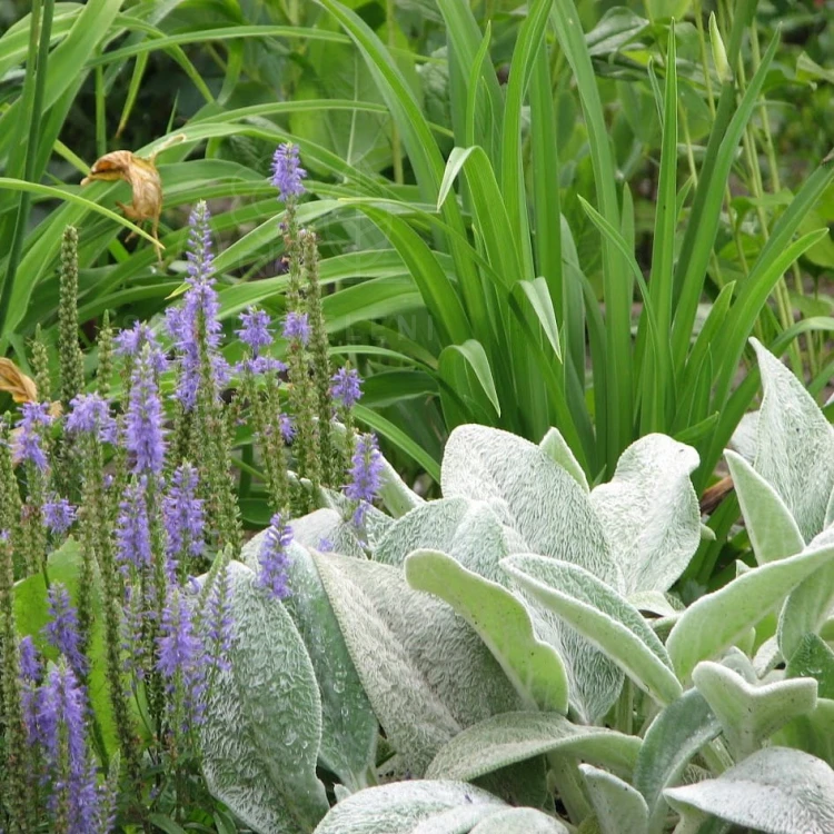Czyściec wełnisty Stachys byzantina