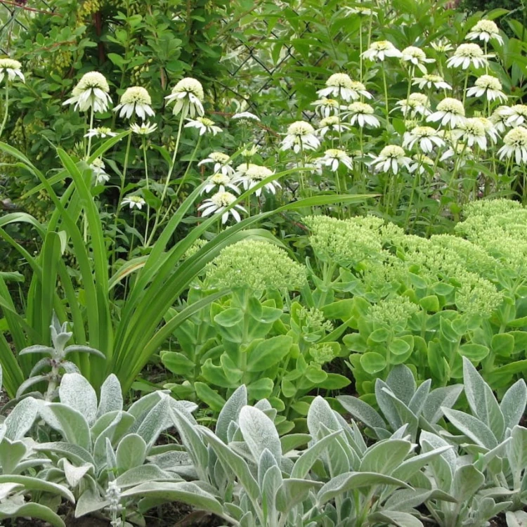 Czyściec wełnisty Stachys byzantina