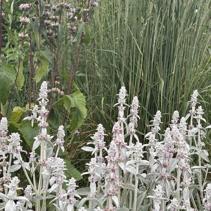 Czyściec wełnisty Stachys byzantina