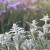 Czyściec wełnisty Stachys byzantina