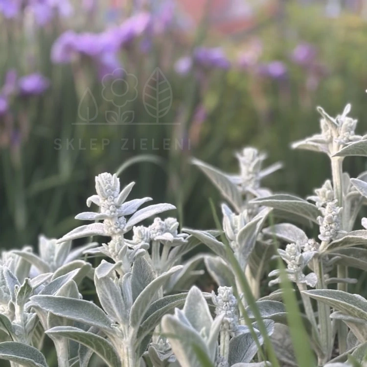 Czyściec wełnisty Stachys byzantina