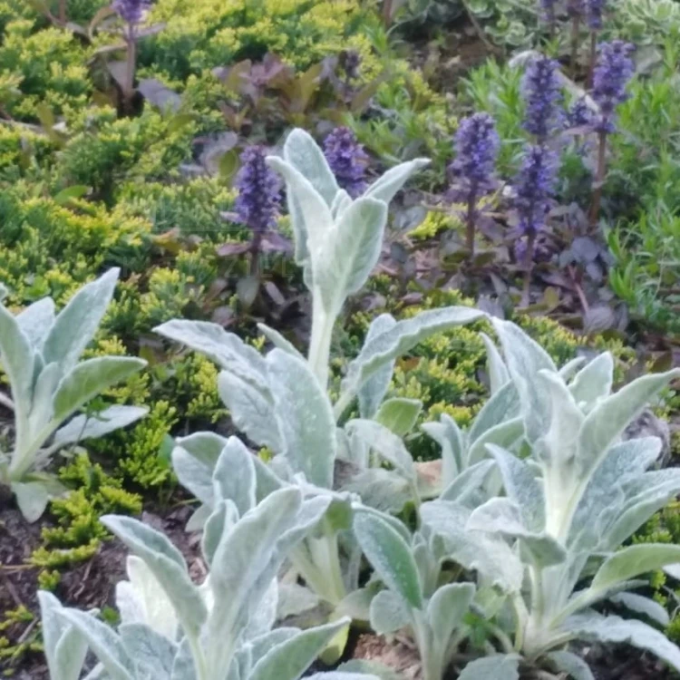 Czyściec wełnisty Stachys byzantina
