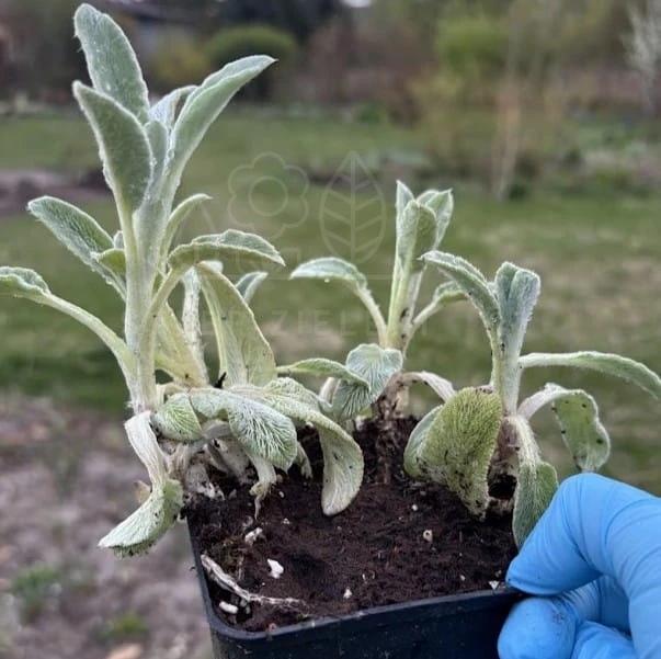 Czyściec wełnisty Stachys byzantina