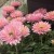 Jeżówka 'Sunseekers Salmon' Echinacea