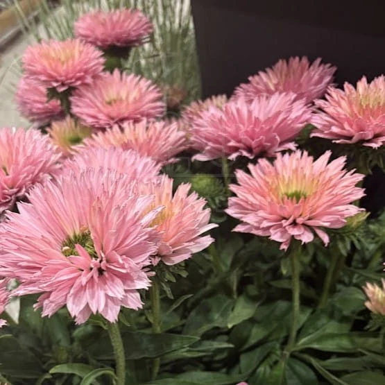 Jeżówka 'Sunseekers Salmon' Echinacea