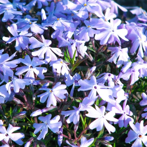Floks szydlasty 'Emerald Cushion Blue" Phlox subulata