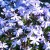 Floks szydlasty 'Emerald Cushion Blue" Phlox subulata