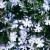 Floks szydlasty 'Emerald Cushion Blue" Phlox subulata