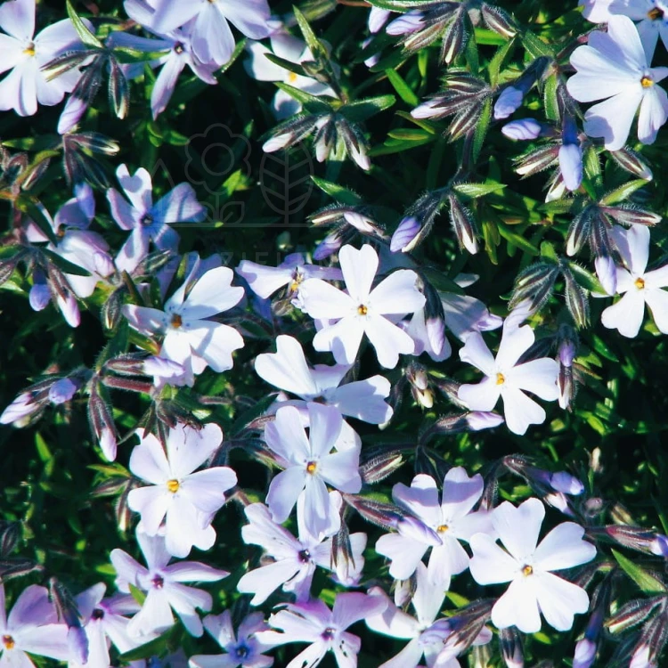 Floks szydlasty 'Emerald Cushion Blue" Phlox subulata