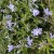 Floks szydlasty 'Emerald Cushion Blue" Phlox subulata