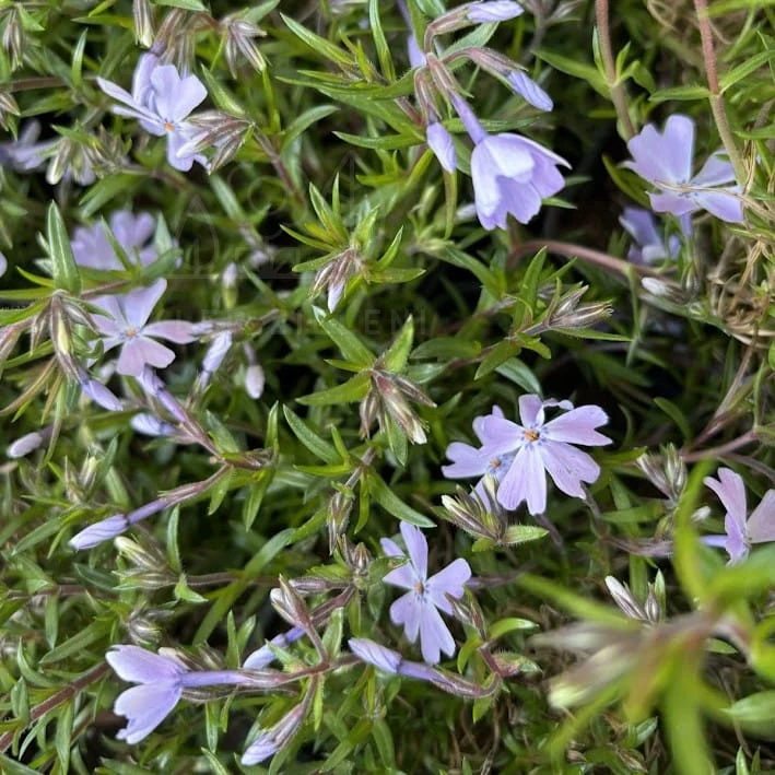 Floks szydlasty 'Emerald Cushion Blue" Phlox subulata