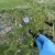 Floks szydlasty 'Emerald Cushion Blue" Phlox subulata