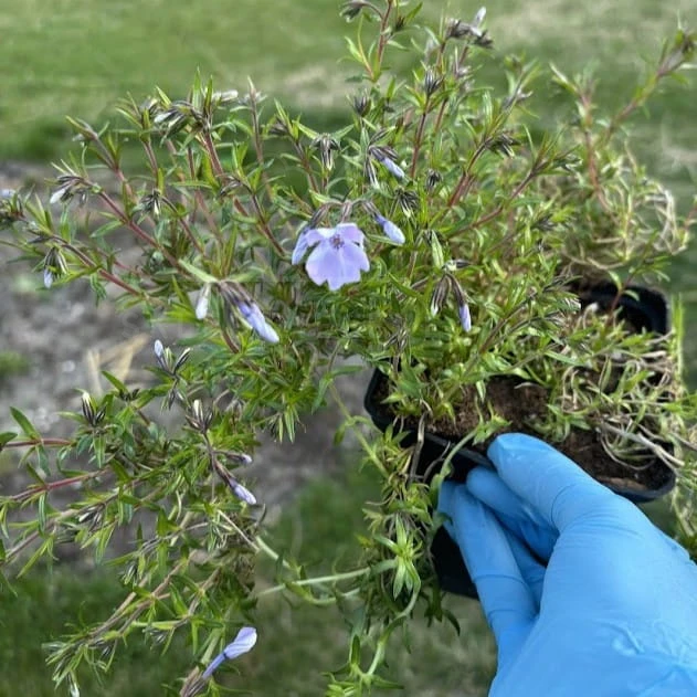 Floks szydlasty 'Emerald Cushion Blue" Phlox subulata