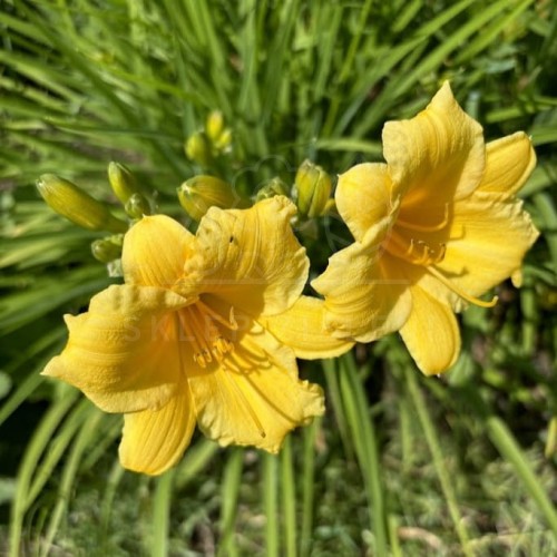 Liliowiec 'Stella de Oro' Hemerocallis