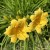 Liliowiec 'Stella de Oro' Hemerocallis