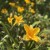 Liliowiec 'Stella de Oro' Hemerocallis