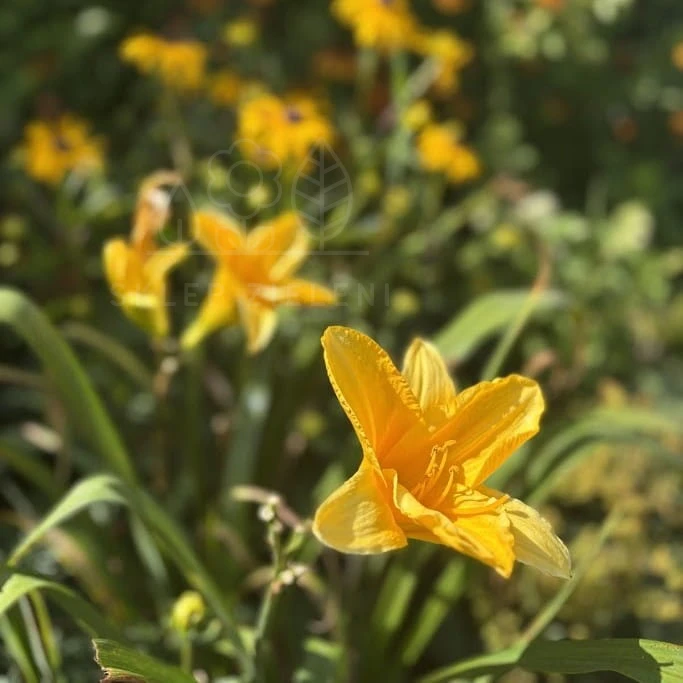 Liliowiec 'Stella de Oro' Hemerocallis