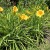 Liliowiec 'Stella de Oro' Hemerocallis