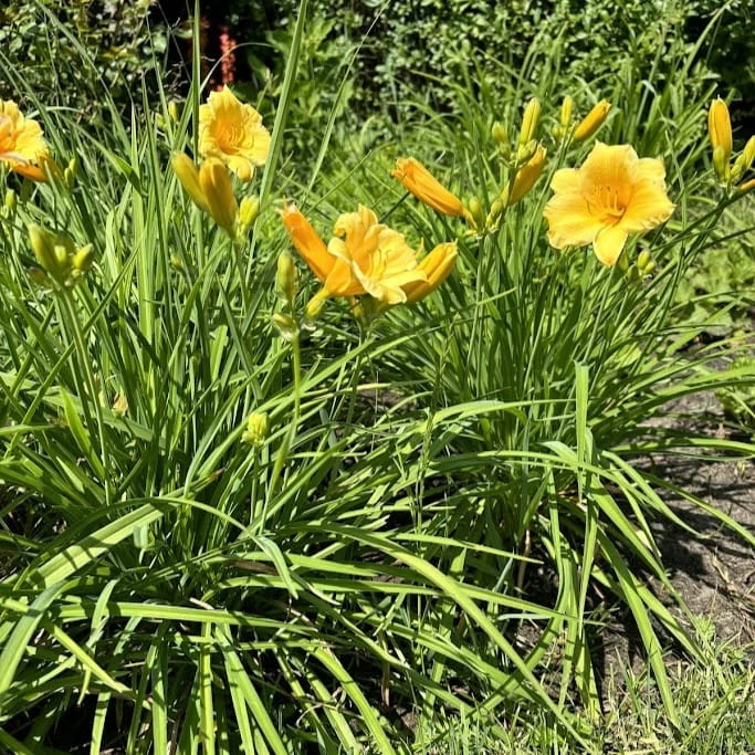 Liliowiec 'Stella de Oro' Hemerocallis