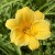 Liliowiec 'Stella de Oro' Hemerocallis