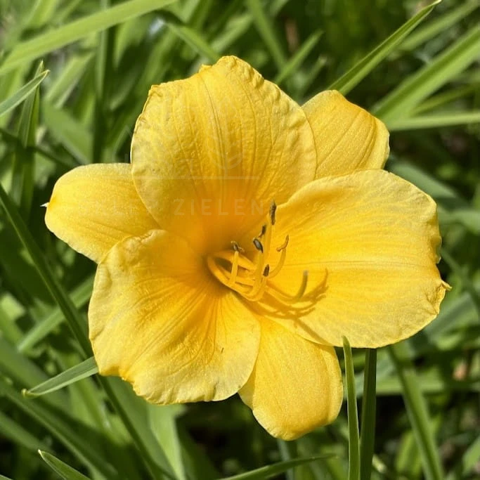 Liliowiec 'Stella de Oro' Hemerocallis