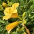 Liliowiec 'Stella de Oro' Hemerocallis