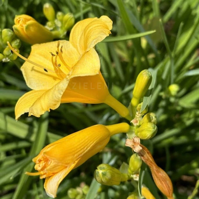 Liliowiec 'Stella de Oro' Hemerocallis