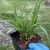 Liliowiec 'Stella de Oro' Hemerocallis