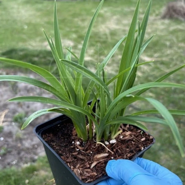 Liliowiec 'Stella de Oro' Hemerocallis